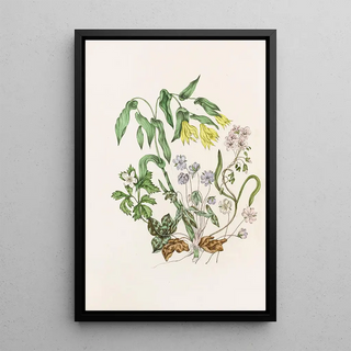 Hepatic Painting with Acute Lobes, Large Uvula, Wood Anemone, Spring Beauty - Agnes Fitzgibbon — framed artwork on a wall