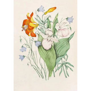 Reproduction of the painting Orange Wild Lily Campanula Canadian Venus's Shoe Stunning - Agnes Fitzgibbon