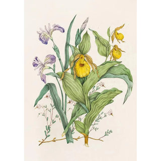 Sabots de Vénus Jaunes Grande Iris Bleue Petite Canneberge - Agnes Fitzgibbon — artwork view
