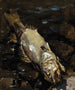 Sander en décomposition - Akseli Gallen-Kallela — artwork view