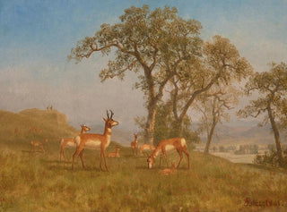 Antelope Grazing - Albert Bierstadt — artwork view