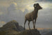 Study of a Mouflon - Albert Bierstadt — artwork view