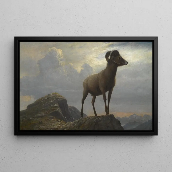 Study of a Mouflon - Albert Bierstadt — framed artwork on a wall