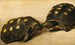 Study of two Brazilian turtles - Albert Eckhout — artwork view