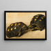 Study of two Brazilian turtles - Albert Eckhout — framed artwork on a wall