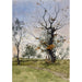 Reproduction of the painting Oak and Olive Trees Juan-les-Pins - Albert Gosselin