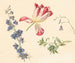 Flower Studies - Albertus Jonas Brandt — artwork view