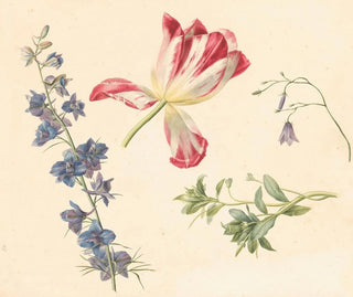 Flower Studies - Albertus Jonas Brandt — artwork view