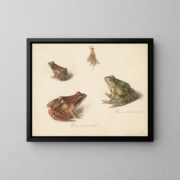 Leaf with study of a brown frog on the right and a green frog on the left - Albertus Steenbergen — framed artwork on a wall