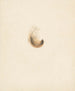Study of a Feather - Albertus Steenbergen — artwork view