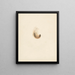 Study of a Feather - Albertus Steenbergen — framed artwork on a wall