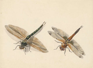 Study of Two Dragonflies - Albertus Steenbergen — artwork view