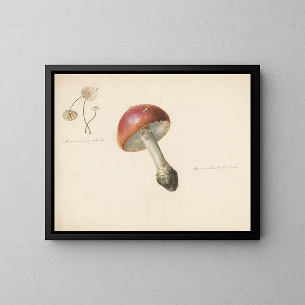 Study sheet with mushrooms, Amanita rubescens and Marasmius rotula - Albertus Steenbergen — framed artwork on a wall