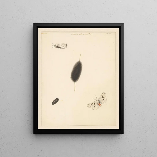 Study sheet with caterpillar cocoon and butterfly with spread wings of the Aretia Menthastri - Albertus Steenbergen — framed artwork on a wall