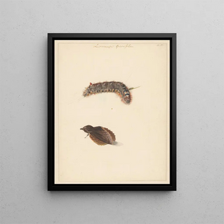 Study Sheet with Caterpillar and Moths Lasiocampa Quireifolia - Albertus Steenbergen — framed artwork on a wall