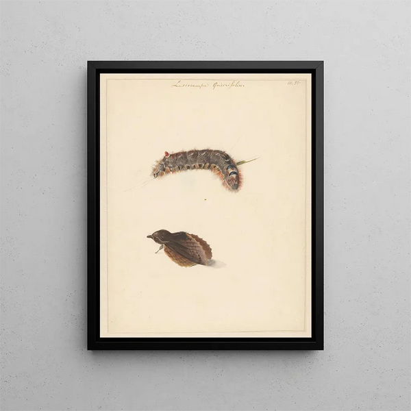 Study Sheet with Caterpillar and Moths Lasiocampa Quireifolia - Albertus Steenbergen — framed artwork on a wall
