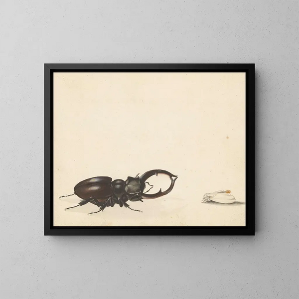 Study sheet with a kite and a recently hatched moth - Albertus Steenbergen — framed artwork on a wall