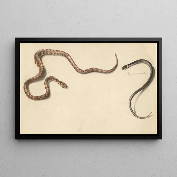 Two Tropical Snakes - Albertus Steenbergen — framed artwork on a wall