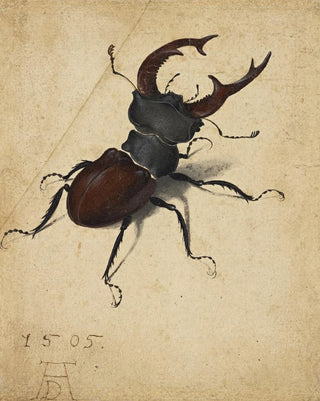 Lucane cerf-volant - Albrecht Dürer — artwork view