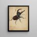 Lucane cerf-volant - Albrecht Dürer — framed artwork on a wall