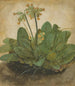 Touffe de primevères - Albrecht Dürer — artwork view