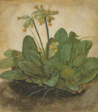 Touffe de primevères - Albrecht Dürer — artwork view