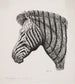 Head of a Zebra - Alexander Blom — artwork view
