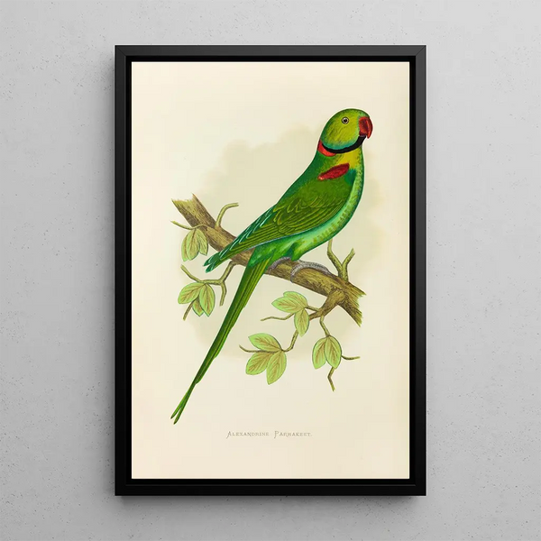 Perruche alexandrine - Alexander Francis Lydon — framed artwork on a wall