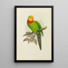 Perruche de Barraband - Alexander Francis Lydon — framed artwork on a wall