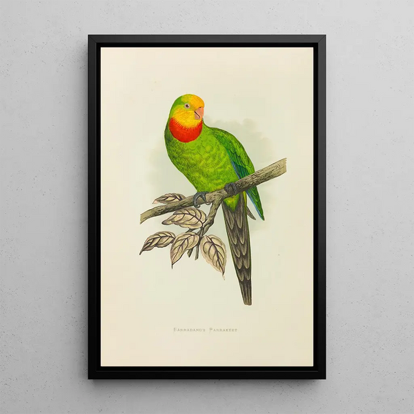 Perruche de Barraband - Alexander Francis Lydon — framed artwork on a wall