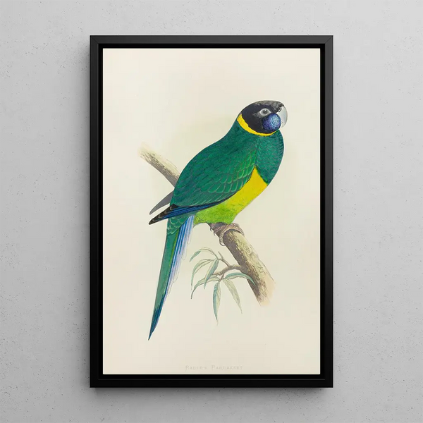 Perruche de Bauer - Alexander Francis Lydon — framed artwork on a wall