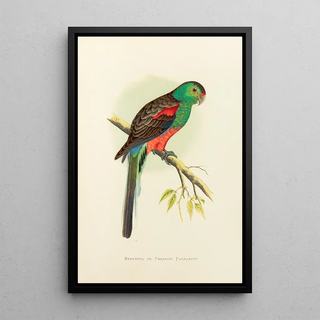 Perruche belle ou du paradis - Alexander Francis Lydon — framed artwork on a wall