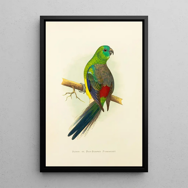 Perruche à croupion rouge - Alexander Francis Lydon — framed artwork on a wall