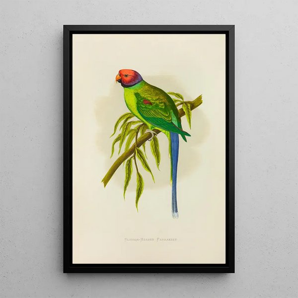 Perruche à tête fleurie - Alexander Francis Lydon — framed artwork on a wall