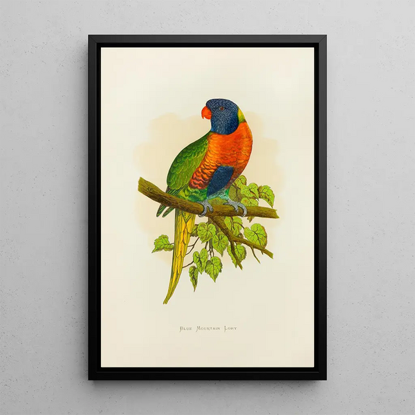 Lori des montagnes bleues - Alexander Francis Lydon — framed artwork on a wall