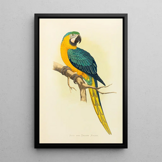 Alexander Francis Lydon - Blue and Yellow Macaw.webp