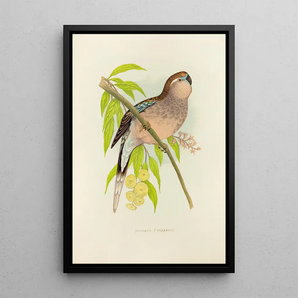 Perruche de Bourke - Alexander Francis Lydon — framed artwork on a wall