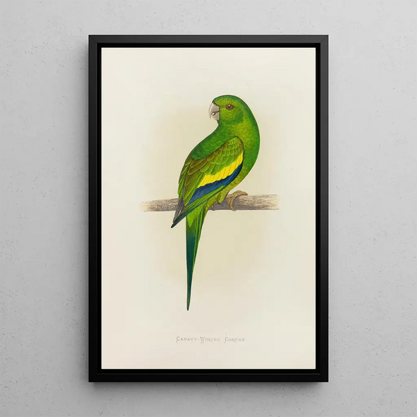 Conure à ailes de canari - Alexander Francis Lydon — framed artwork on a wall