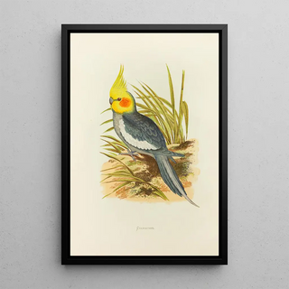 Alexander Francis Lydon - Cockatiel.webp