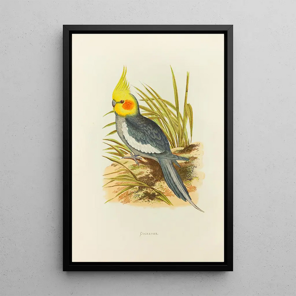 Calopsitte - Alexander Francis Lydon — framed artwork on a wall