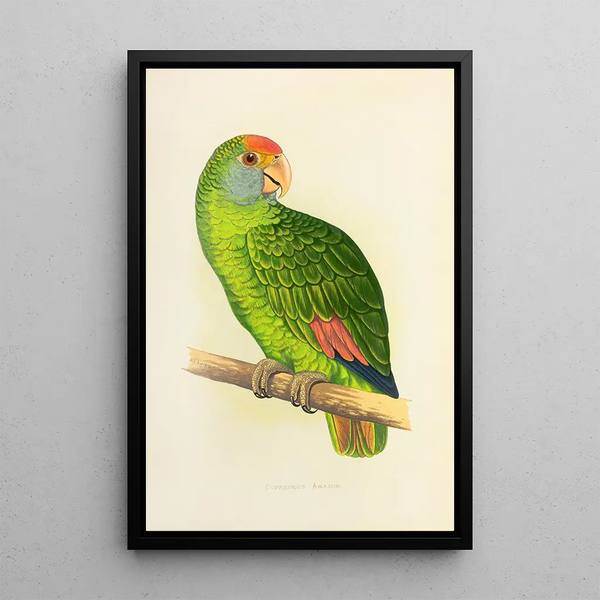 Amazon by Dufresne - Alexander Francis Lydon — framed artwork on a wall
