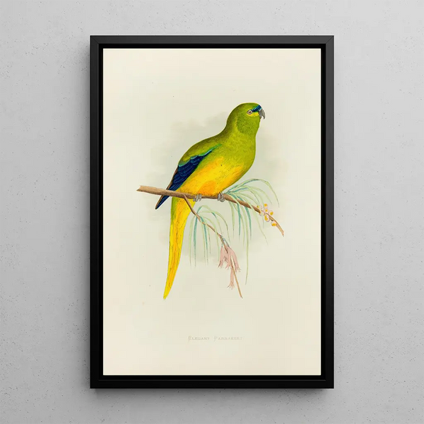 Elegant Parakeet - Alexander Francis Lydon — framed artwork on a wall