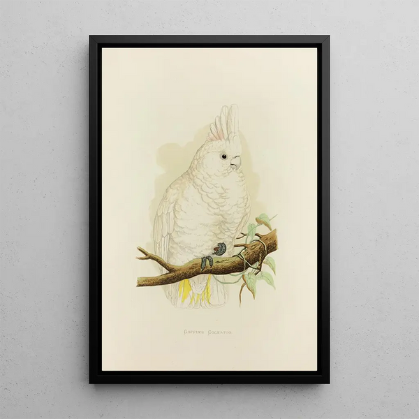 Cacatoès de Goffin - Alexander Francis Lydon — framed artwork on a wall