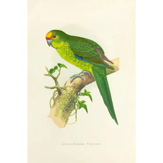 New Zealand Gold-Crowned Parakeet Painting - Alexander Francis Lydon — artwork view