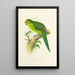 New Zealand Gold-Crowned Parakeet Painting - Alexander Francis Lydon — framed artwork on a wall