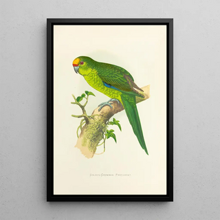 New Zealand Gold-Crowned Parakeet Painting - Alexander Francis Lydon — framed artwork on a wall
