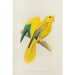 Parrot doré ou reine de Bavière - Alexander Francis Lydon — artwork view