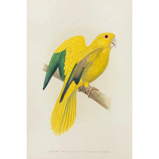 Parrot doré ou reine de Bavière - Alexander Francis Lydon — artwork view