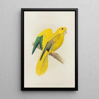 Parrot doré ou reine de Bavière - Alexander Francis Lydon — framed artwork on a wall