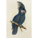 Large Black Cockatoo of New Guinea or Goliath Aratoo - Alexander Francis Lydon — artwork view